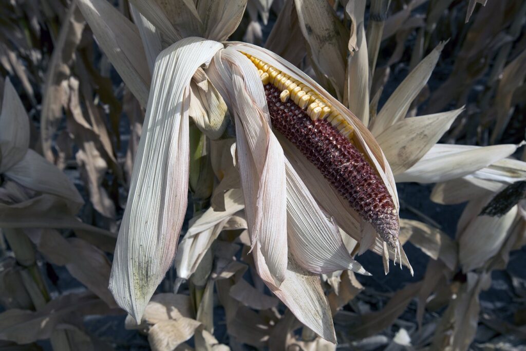 Clusters of Weather Extremes Will Increase Risks to Corn Crops, Society