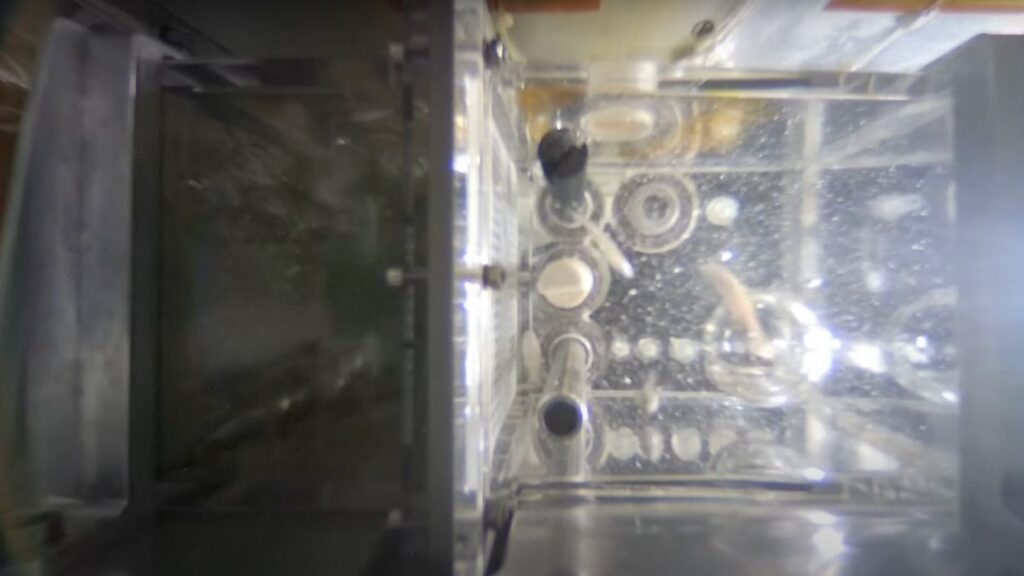 China Aims To Breed Zebrafish Aboard Tiangong Space Station.